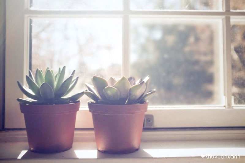 anh sang va nhiet do cho sen da