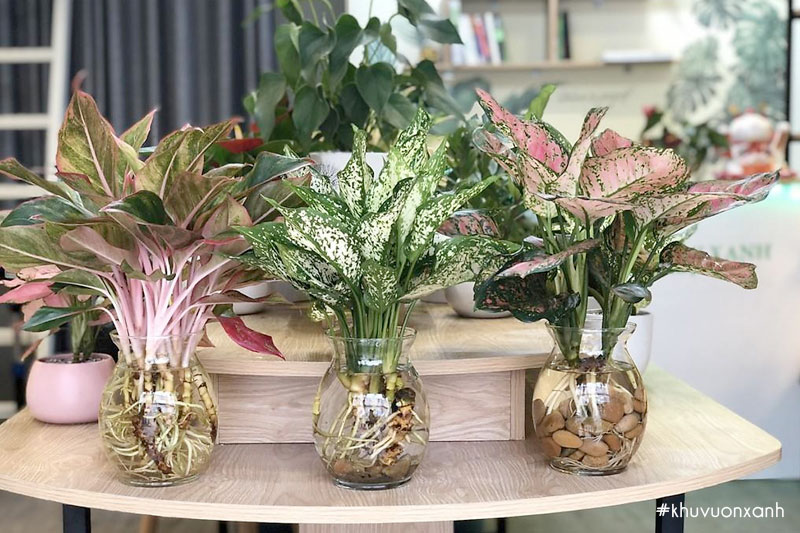 Bộ ba cây phong thủy để bàn: cây Phú quý, cây Ngọc ngân và cây Vạn lộc