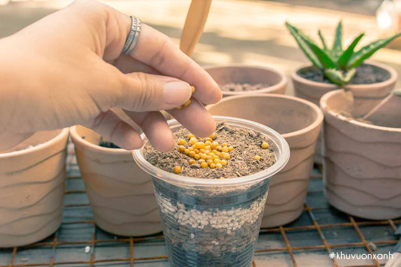 cach bon phan cho cay sen da