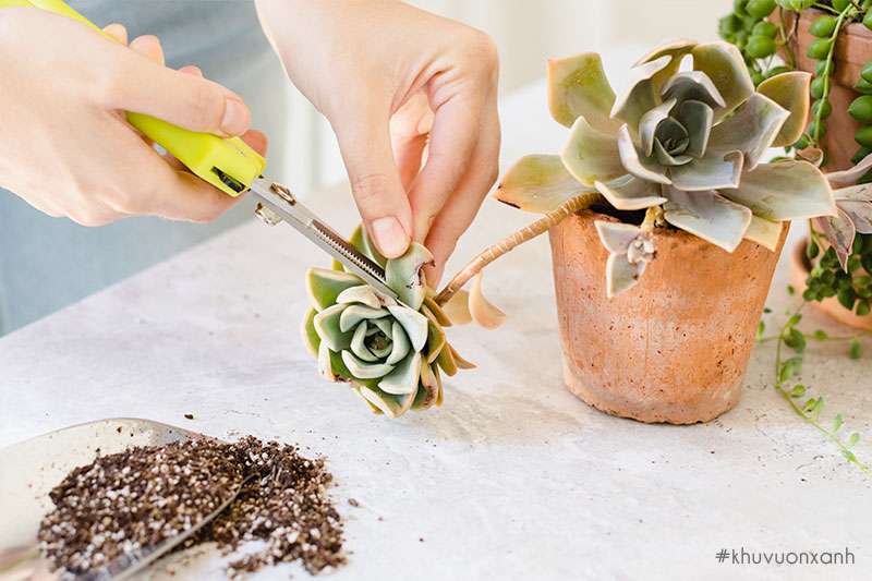 cach cat tia cay sen da