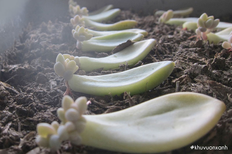 Cách nhân giống Sen đá từ lá