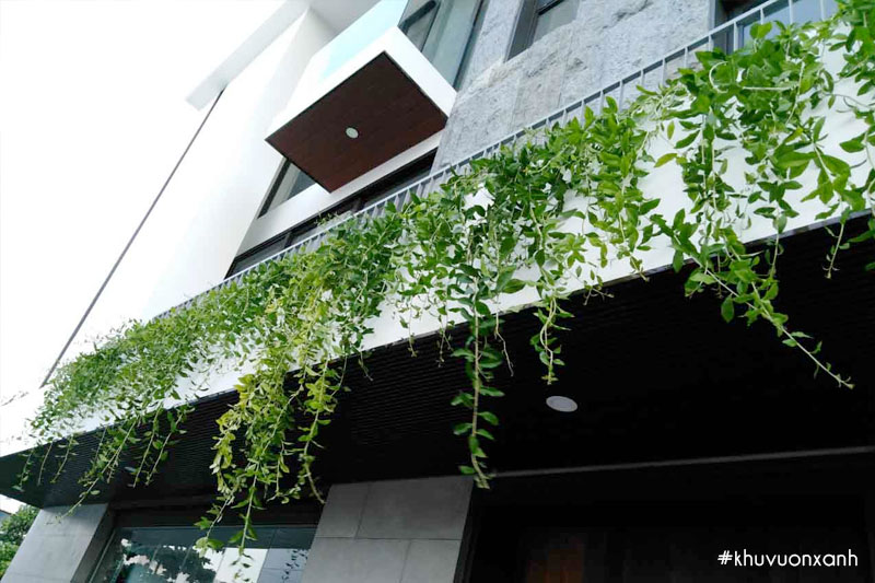 cach trong cay cuc tan ru tren ban cong san thuong