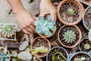 Chia sẻ bí quyết Cách trồng và Chăm sóc cây Sen đá dành cho người mới bắt đầu