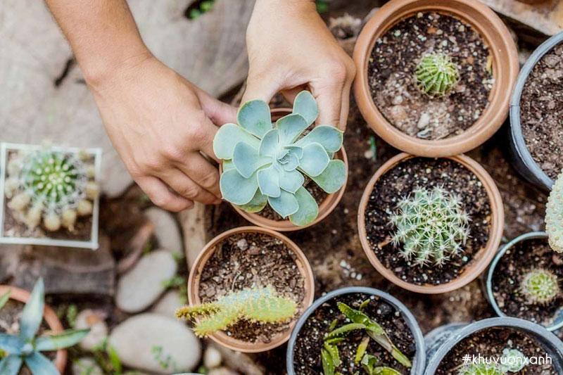cach trong va cham soc sen da danh cho nguoi moi bat dau