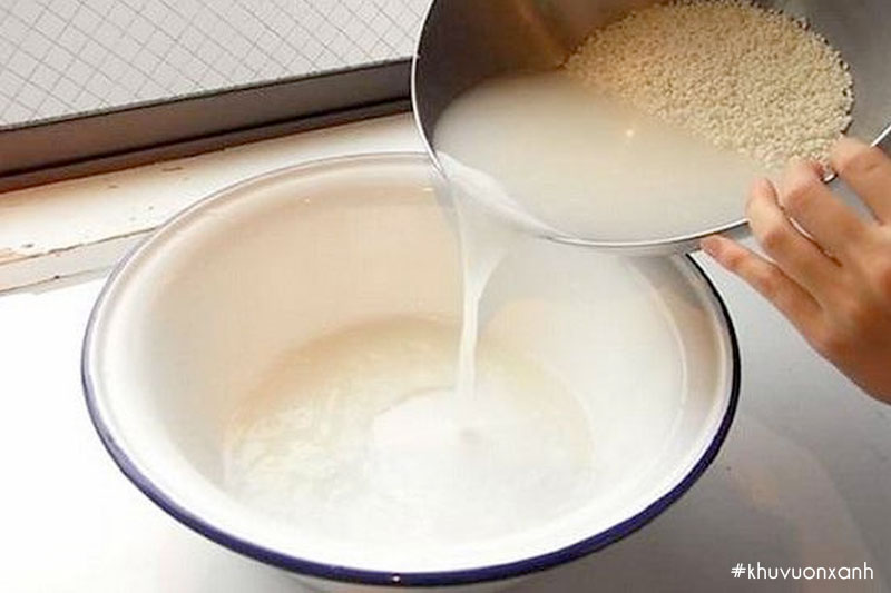 Ủ nước gạo qua đêm và pha loãng để tưới 
