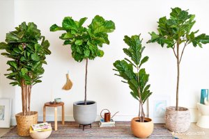 Cây bàng Singapore hợp mệnh gì? Ý nghĩa và cách chăm sóc cây bàng Sing