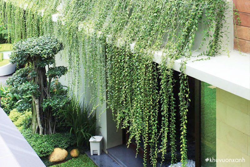 cay cuc tan an do phu hop trong trang tri ban cong