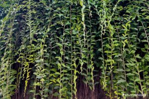 Cây Cúc tần Ấn Độ: Đặc điểm, cách trồng, nhân giống và chăm sóc