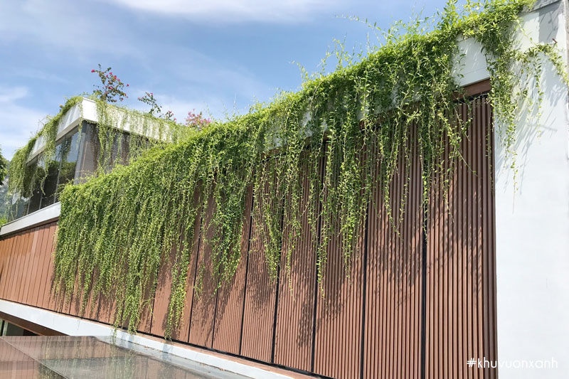 cay cuc tan hop tat ca cac menh phong thuy