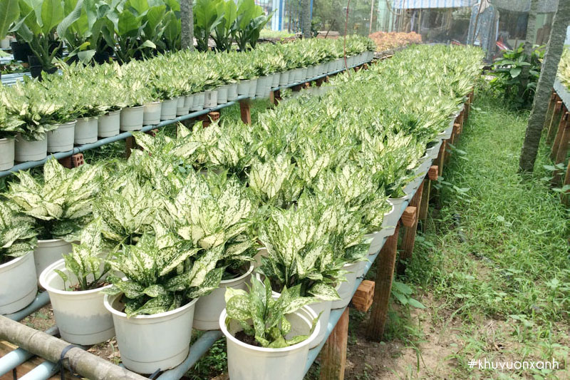 Cây giống Ngọc ngân tại nhà vườn