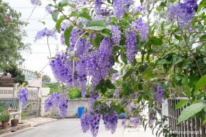 Cây hoa mai xanh - Hoa leo trang trí tạo không gian sống đẹp hoàn hảo