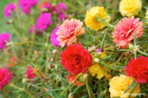 Hoa Mười giờ (10 giờ) -  Phân loại, Ý nghĩa thú vị và cách trồng đơn giản nhất