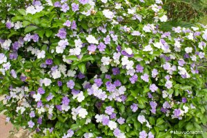 Cây hoa nhài Nhật (Lài Nhật) nổi bật với hai màu hoa trắng tím