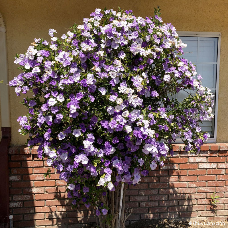 Cây nhài Nhật là một loại cây ưa nắng