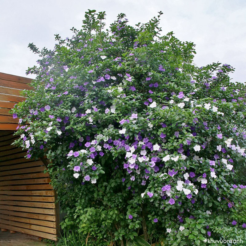 Trồng cây nhài Nhật - lài Nhật trang trí trước nhà