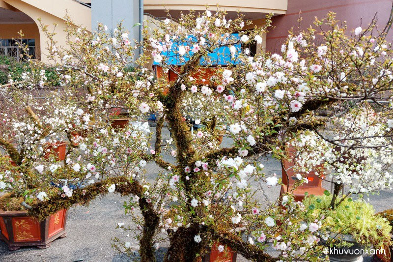 cay hoa nhat chi mai bonsai co thu
