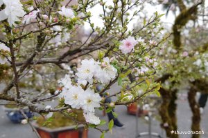 Cây Nhất chi mai - Loài cây quý thưởng Tết được nhiều người săn đón 
