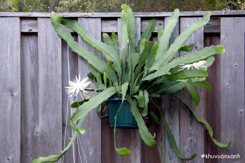 Trồng cây Quỳnh hương trang trí, tạo không gian thẩm mỹ và tỏa mùi hương thơm mát