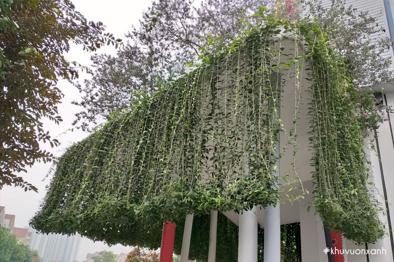 cay leo cuc tan an do bieu tuong cua su doan ket