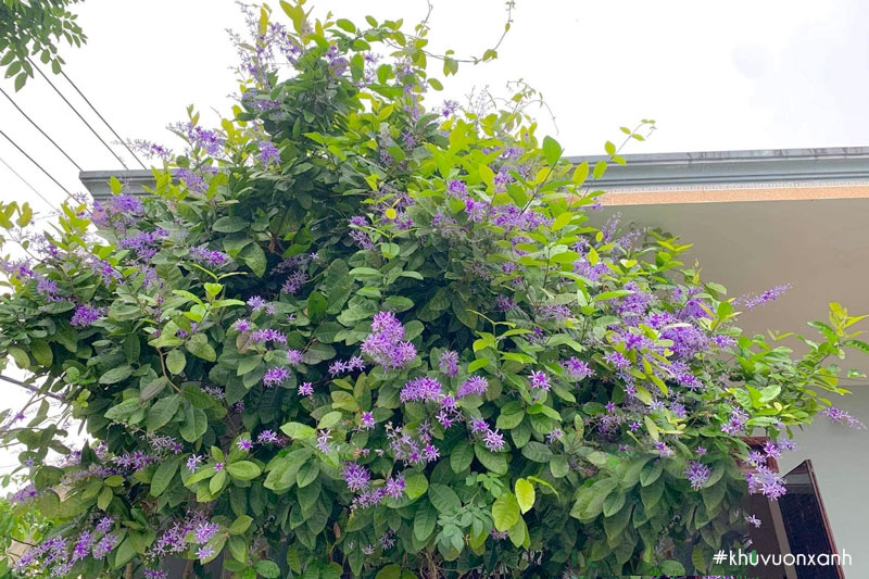 Cây mai xanh Đà Lạt