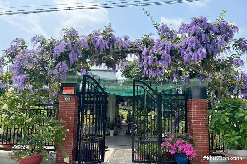 Cây mai xanh leo giàn trồng trang trí trước nhà