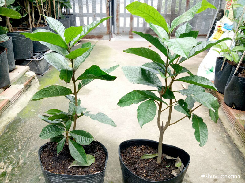 Cây giống hoa Mai xanh ở nhà vườn