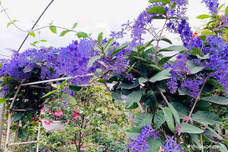 Cây mai xanh Thái bông to, lá đậm nổi gân hơn so với cây mai xanh Đà Lạt