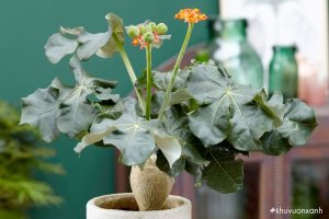 Cây Ngô đồng: Đặc điểm, tác dụng, ý nghĩa và cách ngâm rượu cây Ngô đồng