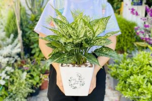 Cây Ngọc ngân - Đặc điểm, Phân loại, Công dụng và Ý nghĩa