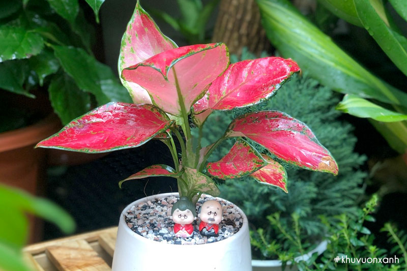 Ngọc ngân hồng (cây Vạn lộc đỏ) với vẻ đẹp nổi bật