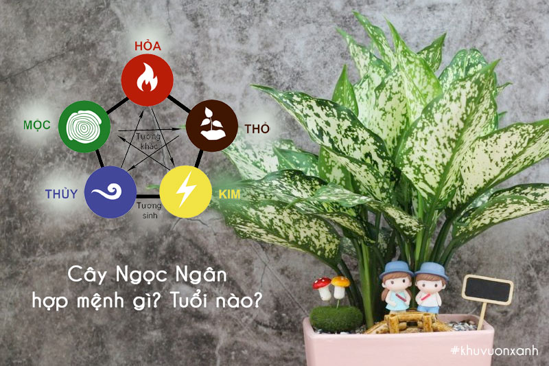 Cây ngọc ngân hợp mệnh gì, tuổi nào?