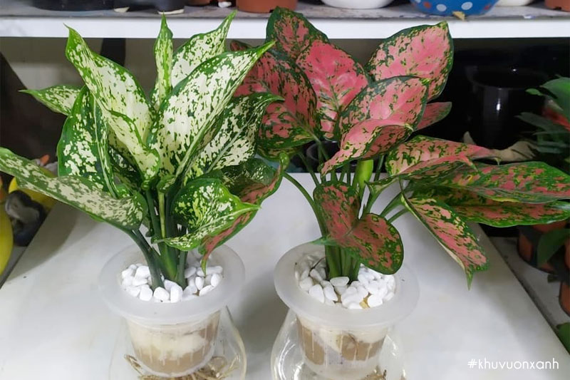 Cây ngọc ngân trồng thủy sinh