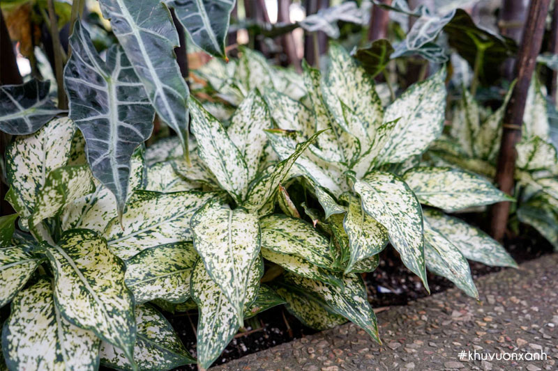 Cây ngọc ngân có tác dụng chính là trang trí không gian