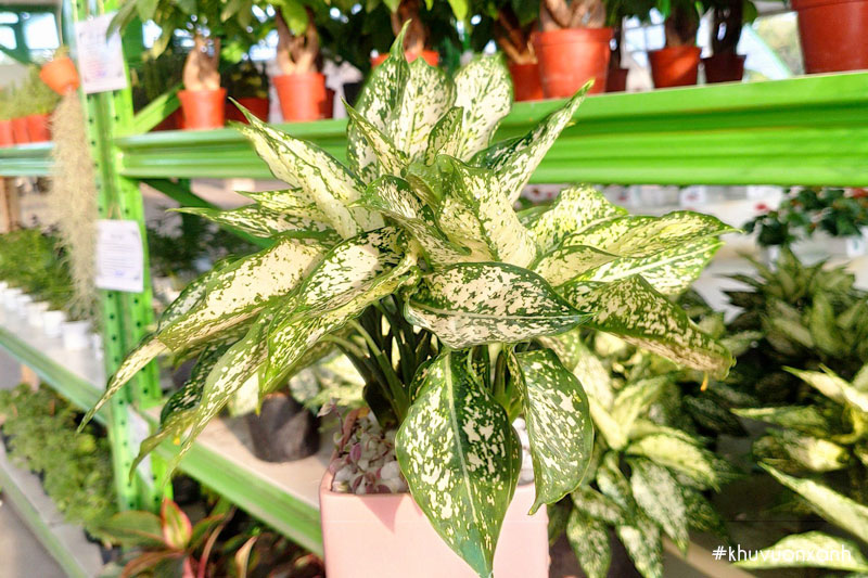 Cây ngọc ngân được trồng phổ biến trong không gian văn phòng