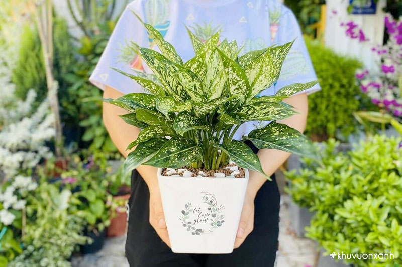 Cây ngọc ngân có tên tiếng Anh là White Osaka Aglaonema