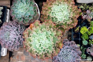 Các loại Sen đá Bắp cải - Đặc điểm, cách nhân giống và chăm sóc