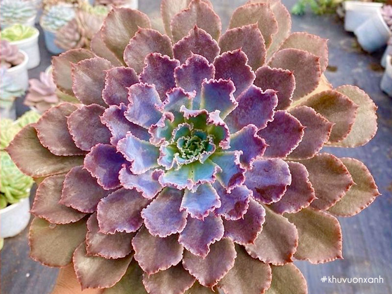 Sen đá bắp cải Aurora