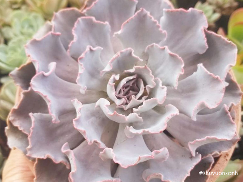 Sen đá bắp cải hồng