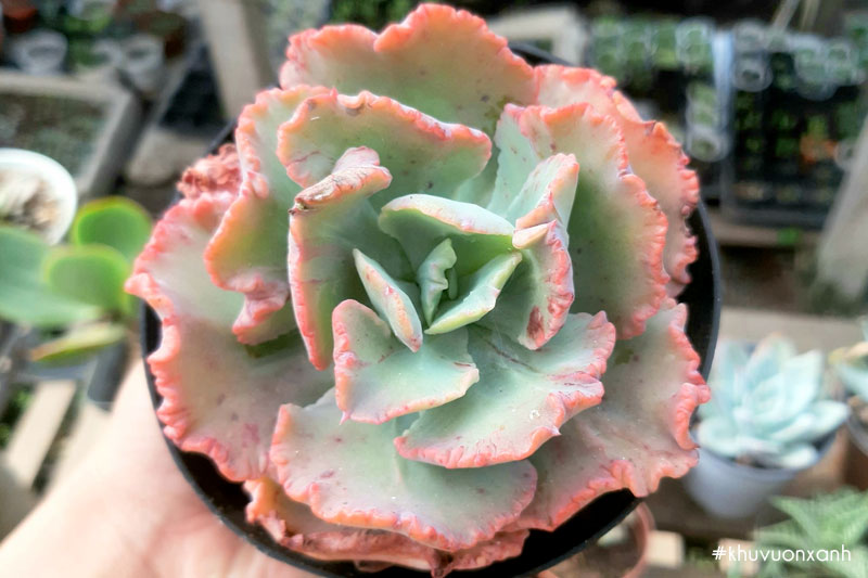 Sen đá bắp cải san hô