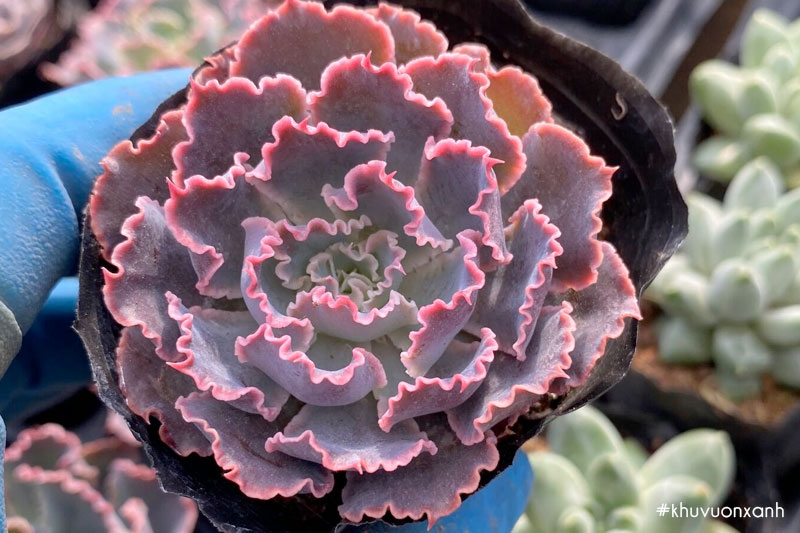 Sen đá bắp cải tím