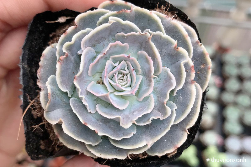 Sen đá bắp cải xoăn