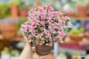 Cây Sen đá Đô la hồng xinh xắn, dễ trồng, dễ chăm sóc