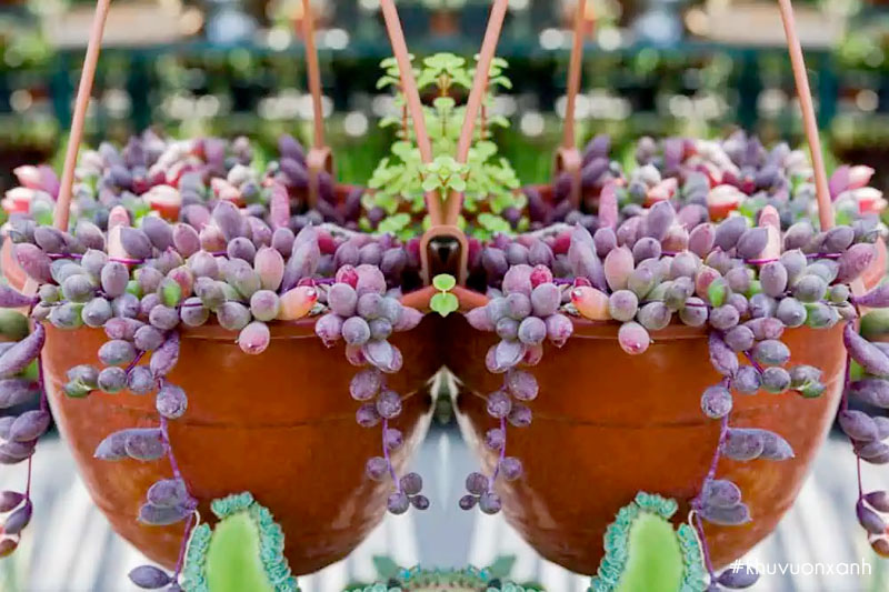 Sen đá giọt nước tím Othonna capensi