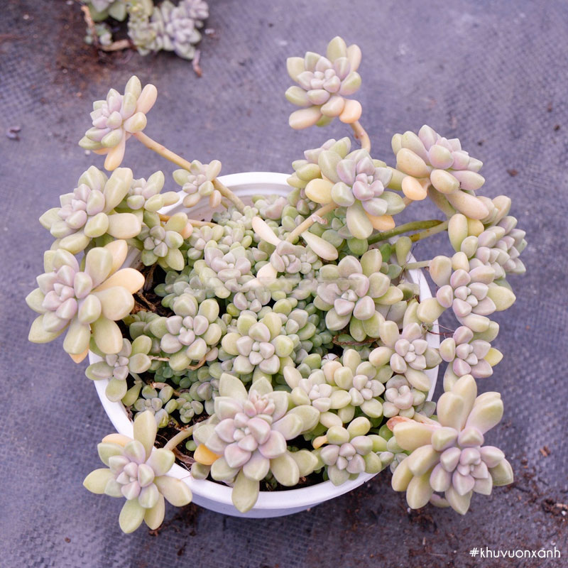 Sen Kim tuyến gốc cổ thụ