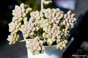 Cây Sen đá Kim tuyến - Phân loại, Đặc điểm, Ý nghĩa và Cách chăm sóc