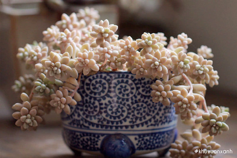 Sen đá kim tuyến hợp với người mệnh Mộc