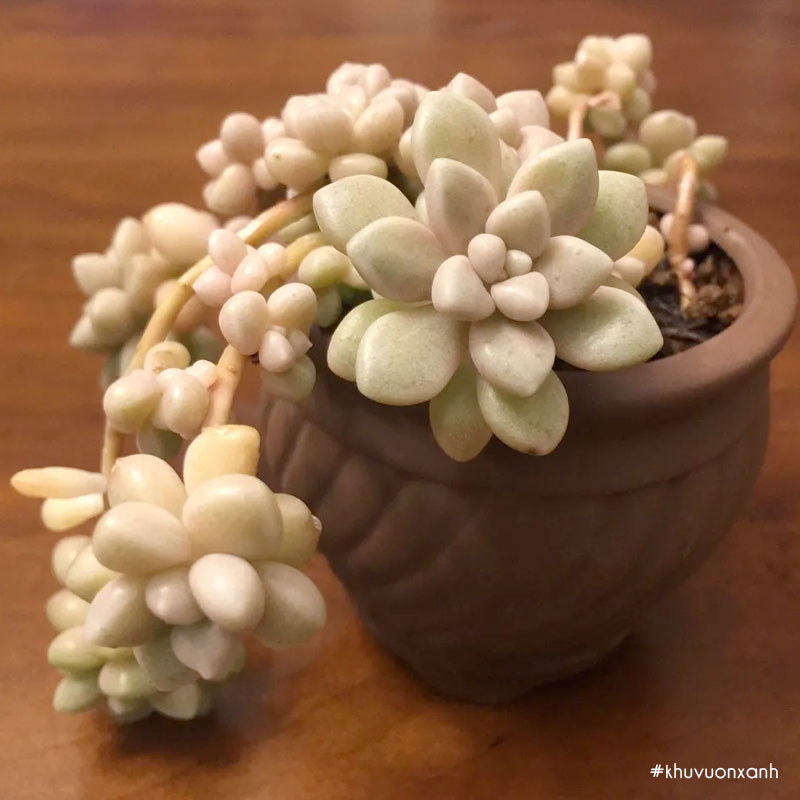 Cây có khả năng thanh lọc không khí trong nhà rất tốt