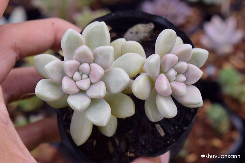 Sen đá kim tuyến mập