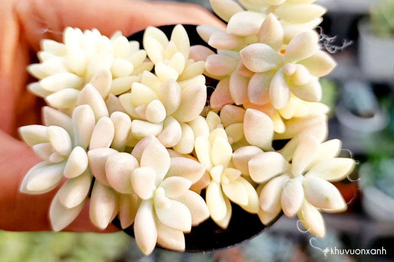 Sen đá kim tuyến var - Đột biến