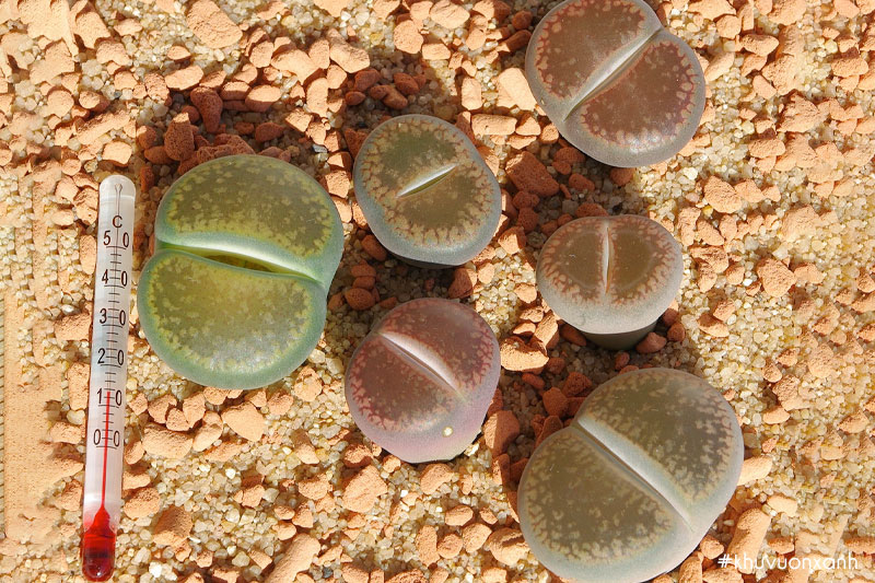 Sen mông Lithops aucampiae